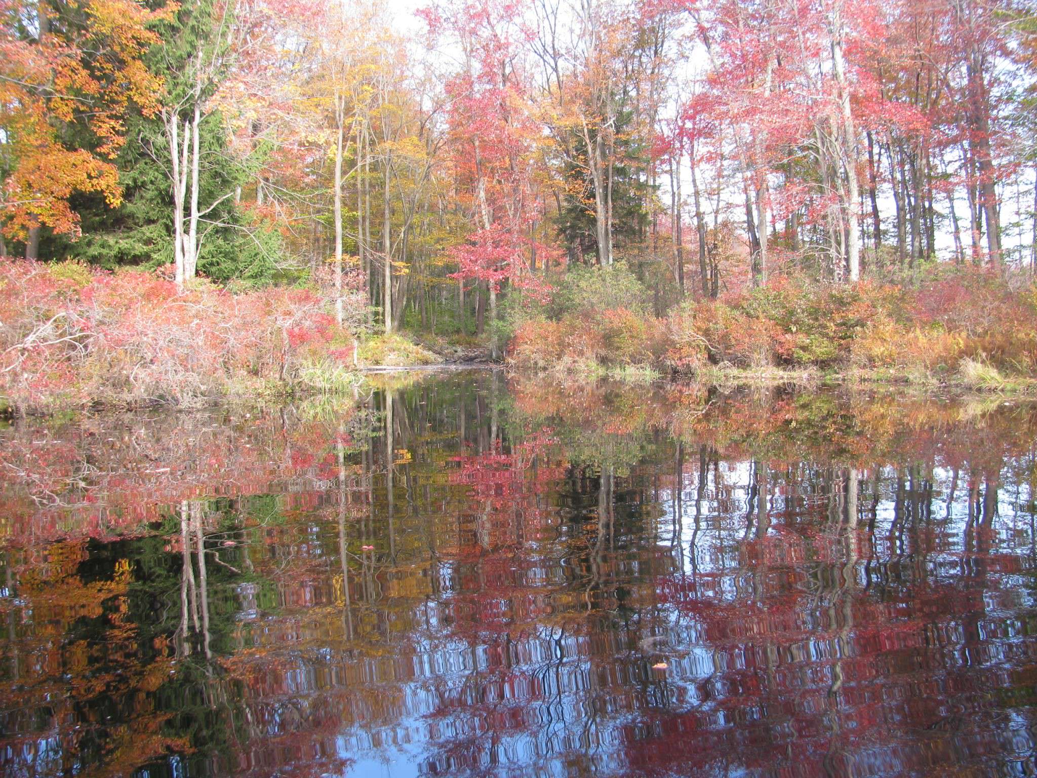 Autumn trees reflected in a lake near Clifton and Covington Townships