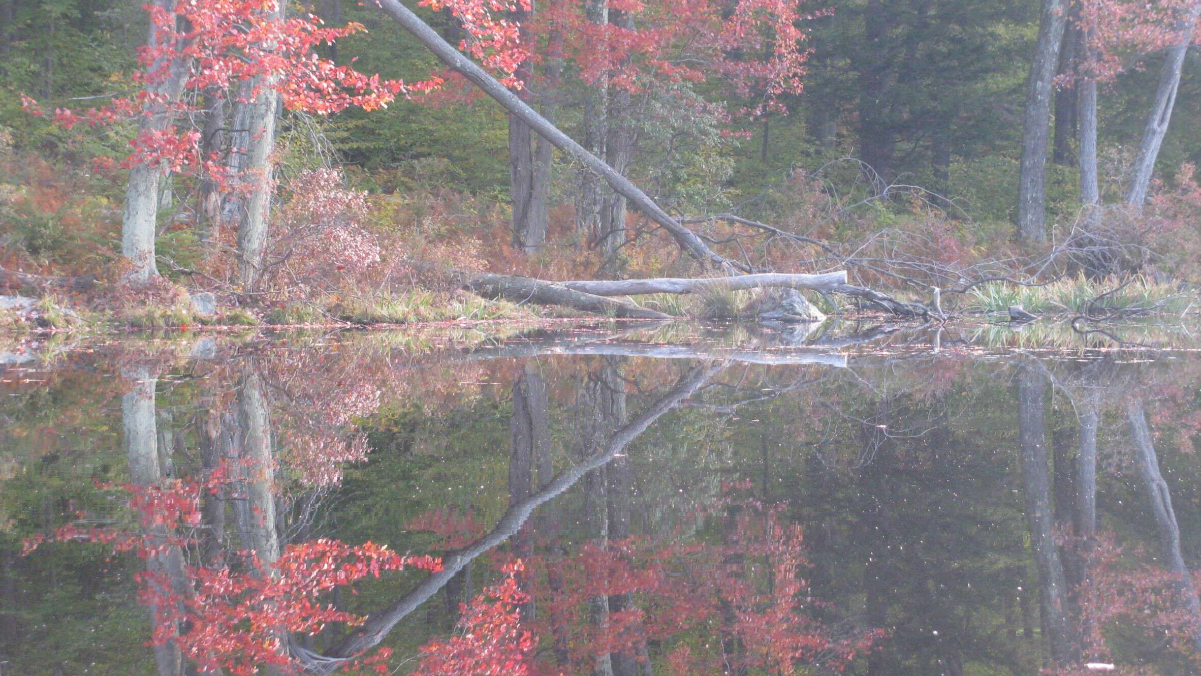 Wetland Shoreline Ecology